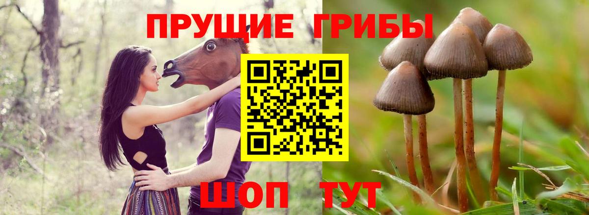 Псилоцибиновые грибы Cubensis Великий Устюг